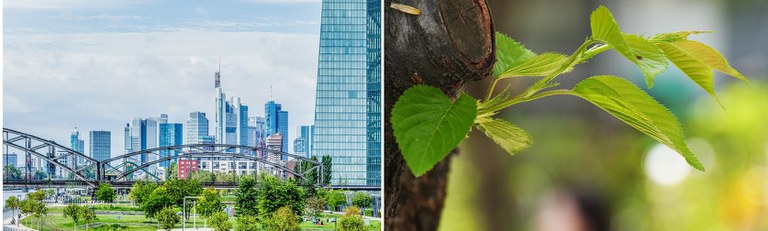 Fotomontage: links Skyline Frankfurter Banken, rechts ein grüner Sproß